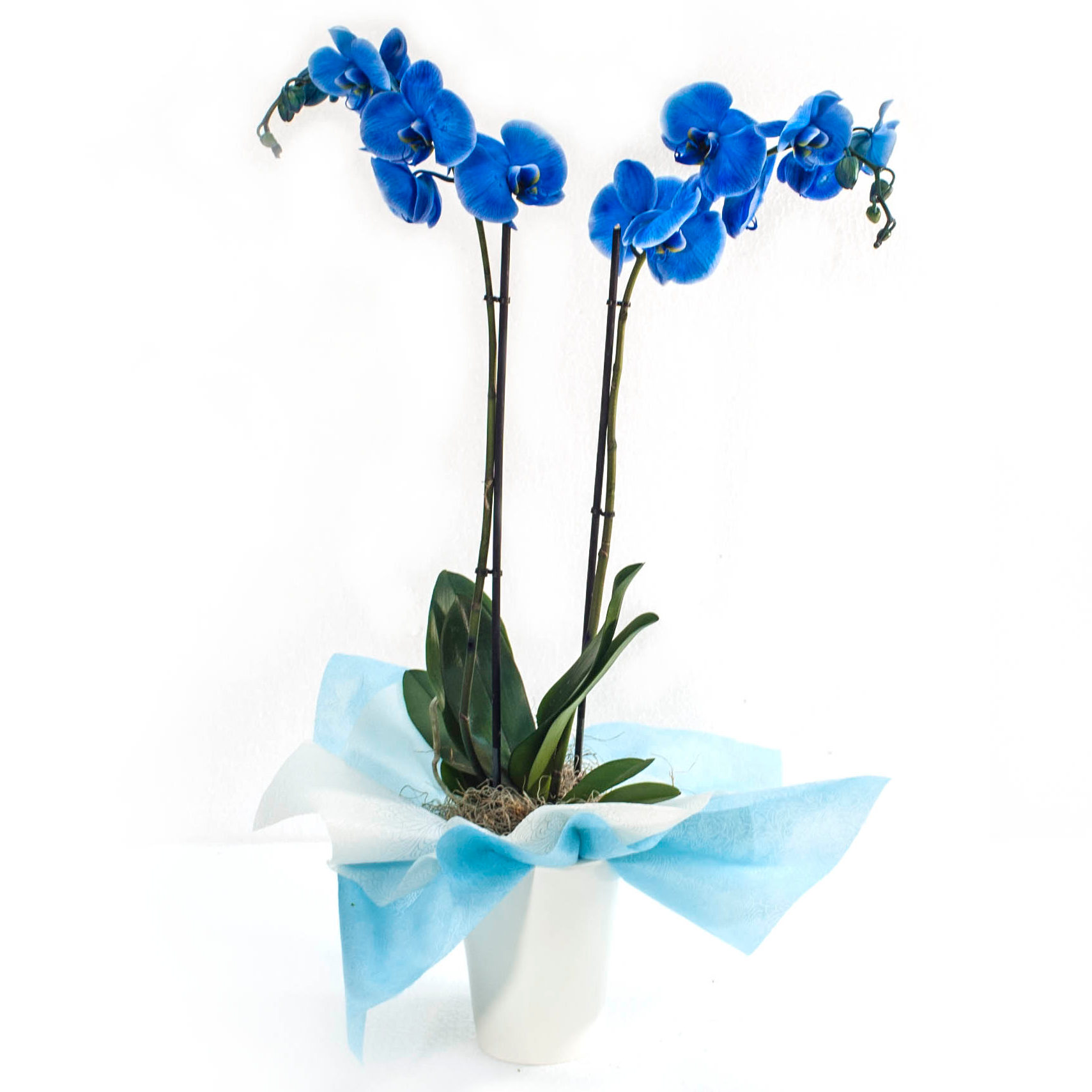  Blue Phalenopsis Orchids